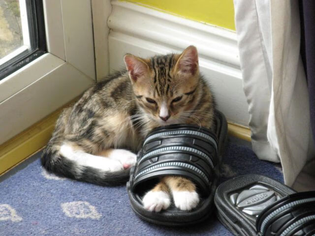 中国香港队的表现让人惊讶：国际乒联混合团体世界杯深度评析，香港乒乓球队名单