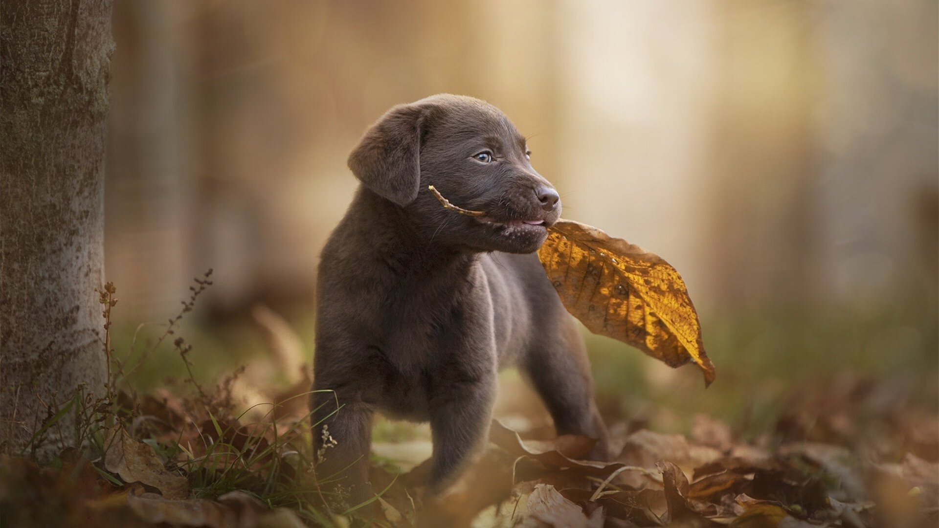 中超联赛数据分析师成为球队后勤核心岗位,中超数据网